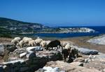 Sheep, Ruins, Coast, Skyros - Petritsa, Greece