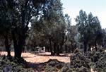 Olive Grove, RB's Grave, Skyros, Greece