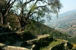 Tree & Terraces, Above Betrawati, Nepal
