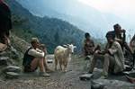 Porters' Halt & Goat, Beyond Grang, Nepal