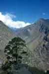 Path, Tree, Bhoti Kosi, Hills, Above Khonying, Nepal