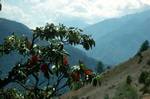 Rhodo Against Hill, Syarpaghaon, Nepal