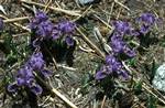 Purple Irises, Upper Langtang, Nepal