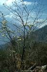 Clematis Blossom & Hills, Past Syarpaghaon, Nepal