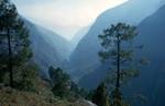 Pine Wood, Bhote Kosi, Nepal