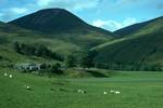 Farm & Sheep, Glen Lyon, Scotland