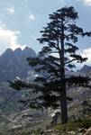 Tall Pine, La Restonica, Corsica