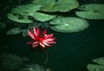 Scotland, Red Water Lily