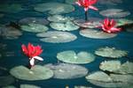 Red Water Lilies, On Way To Thai Farm, Thailand