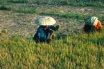 Working in Rice Fields, On Road, Thailand