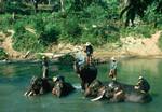 Elephants in River, North of Chiengmai, Thailand
