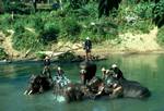 Elephants in River, North of Chiengmai, Thailand