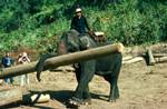 Elephant Carrying Log, North of Chiengmai, Thailand