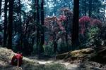 Path, Red Rhododendrons & Rucsac, Above Ramani, Eastern Himalayas
