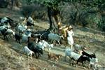 Flock of Goats Approaching, Sakargham, Eastern Himalayas
