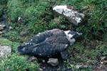 Great Skua Chick, St Kilda, Scotland