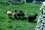 Soay Sheep, St Kilda, Scotland