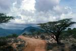 Road, Thorn Tree, Towards South Horr, Kenya