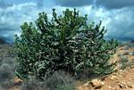 Candelabra Cactus Tree, Towards South Horr, Kenya