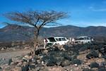 Tree & 2 Range Rovers (Leaking Radiator, Beyond South Horr, Kenya