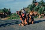 Seated Camel & Driver, Oasis Lodge, Kenya