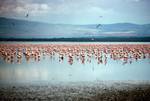 Line of Flamingoes, Lake Nakuru, Kenya
