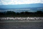 Pelicans & Storks, Lake Nakuru, Kenya