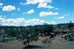 Herd of Cattle, Kenya