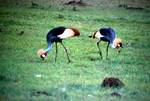 2 Crested Cranes, Keekorok Lodge, Kenya