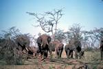 Herd of Elephants, Lobo - Serengeti, Tanzania