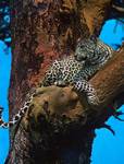 Postcard - Leopard in Tree, Fort Ikoma, Tanzania