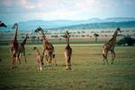 Herd of Giraffes, Serengeti Near Ikoma, Tanzania