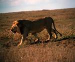 Male Lion, Serengeti, Tanzania