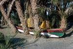 Boat in Palms, Al Hodaydah, North Yemen