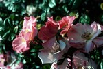 Queen Elizabeth Garden - Roses, Vancouver, Canada