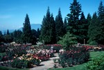 UBC - Rose Garden, Vancouver, Canada