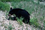 Young Black Bear, Canada