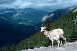 View From Sulphur Mountain, Banff, Canada