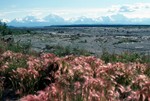 Snowy Hills & Grasses, Delta Junction, Alaska, USA