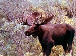Alaskan Bull Moose, McKinley Park, Alaska, USA
