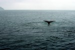 Whale tail, Glacier Bay, Alaska, USA
