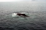 Whale Back & Fin, Glacier Bay, Alaska, USA