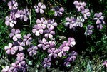 Lilac Phlox, Mt Rainier, USA