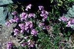 Lilac Flowers, Mt Rainier, USA