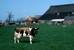 Cow With 'Overcoat', Netherlands