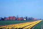 Polders, Tulips, Wieringerwerf, Netherlands