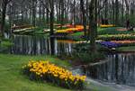 Daffodils, Keukenhof, Netherlands
