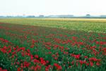 Field of Red & Yellow Tulips, Keukenhof, Netherlands