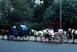 Central Park - Carriages, New York, U.S.A.