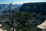 Grand Canyon West Rim - Skeleton Tree, Arizona, U.S.A.